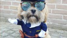 Grupo de WhatsApp cachorros