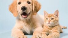 Grupo de cuidados Pet