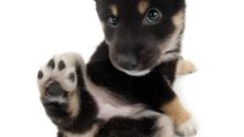 Grupo de cuidado pets