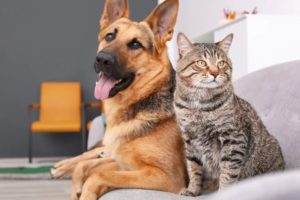 Grupo de WhatsApp Dicas para Cães e Gatos